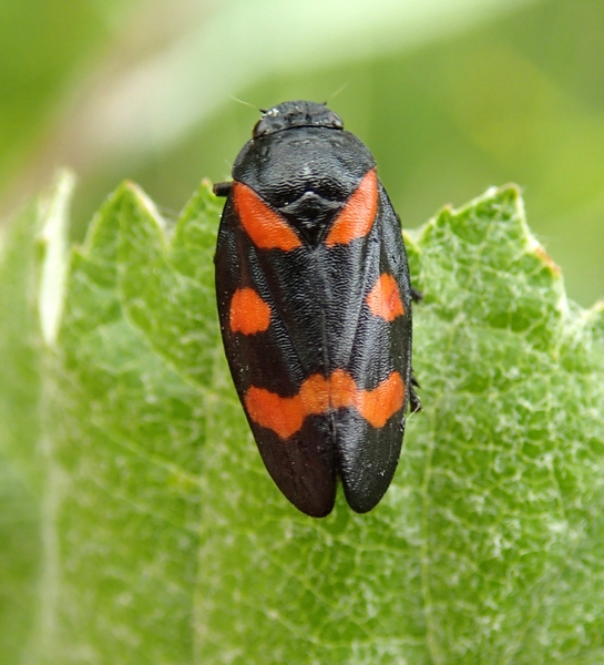 Cercopidae: Cercopis sanguinolenta del Piemonte (CN)
